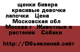 щенки бивера  красивые девочки лапочки › Цена ­ 10 000 - Московская обл., Москва г. Животные и растения » Собаки   